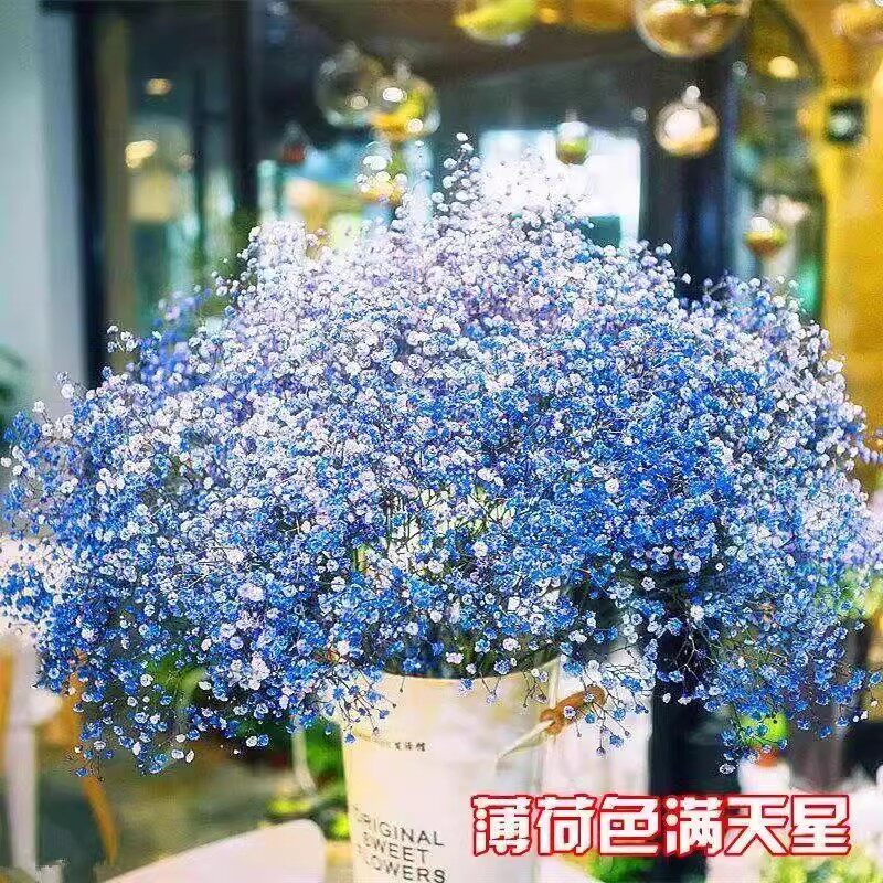 满天星四季开花易爆盆盆栽花种子图片