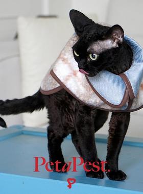 PetaPest.狗狗猫咪宠物秋冬斗篷毛呢英伦风披风保暖格纹可调节