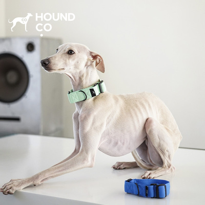 克莱因蓝防跳脱视觉猎犬项圈