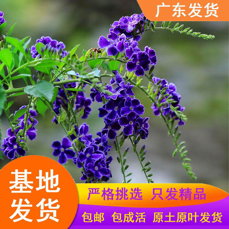 金露花盆栽 蕾丝金露花 植物巧克力蕾丝花苗金露花假连翘金露花苗