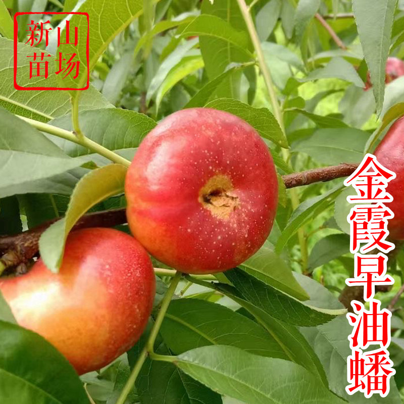 【早金霞油蟠桃苗】6月裂果少口感好金霞早油蟠桃子树苗新山苗场