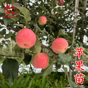 【苹果苗】早熟月香苹果辽伏青苹果红富士苹果树苗南方种植