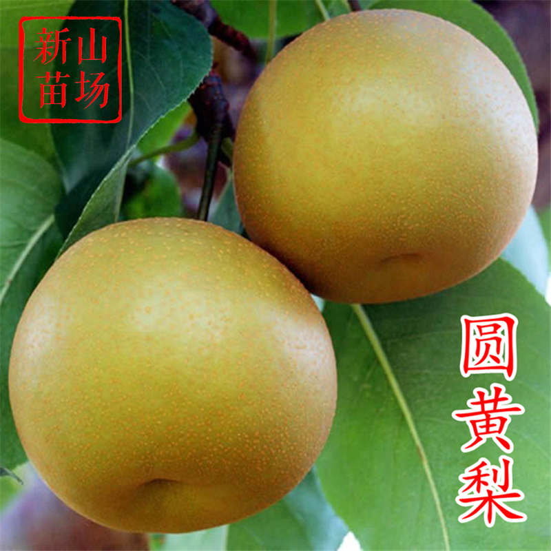 【圆黄梨苗】韩国新品种授粉品种雄公树早生新玉元黄园黄黄金梨树