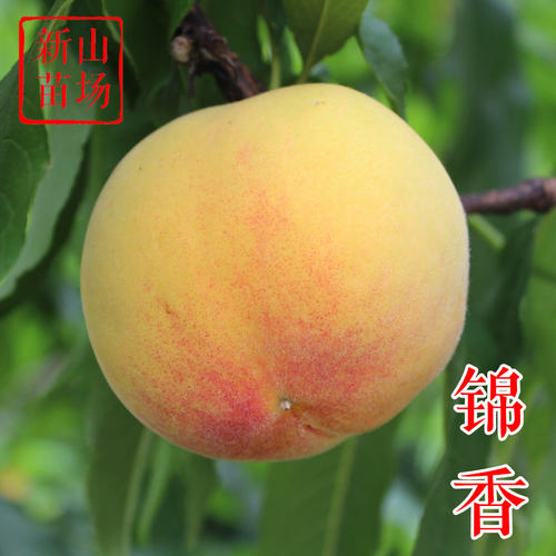 【锦香黄桃苗】6月早熟大果软溶质纯黄型桃子树苗 浙江新山苗场