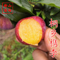 【桐乡槜李苗】6月水蜜型李子多汁味甜西施李自花醉李子树苗