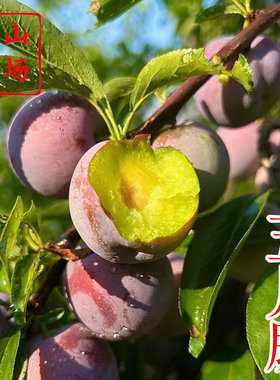 【五月脆李苗】凤凰李6月早熟脆甜离核丰产易管理紫色李子树苗