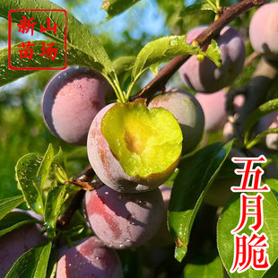 【五月脆李苗】凤凰李6月早熟脆甜离核丰产易管理紫色李子树苗