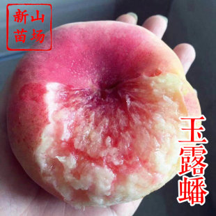 【玉露蟠桃苗】老品种可剥皮软皇母银河上海金山吕巷镇蟠桃子树苗