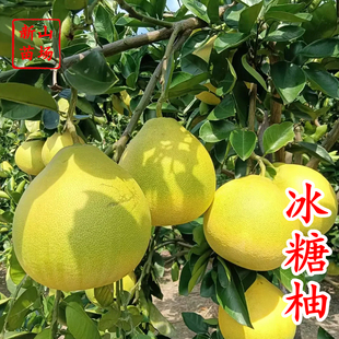 【冰糖柚苗】冰糖柚金丝柚子苗蜜柚树苗嫁接甜蜜柚树柑桔柚子树苗