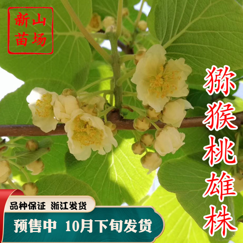 【猕猴桃雄株】公树授粉树只开花不结果(1棵公树能配10棵母树)