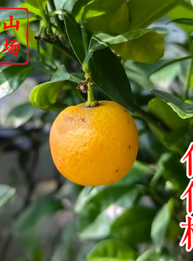 【代代苗】代代桔不可鲜食泡茶一树多代果花果两用柑橘子树苗