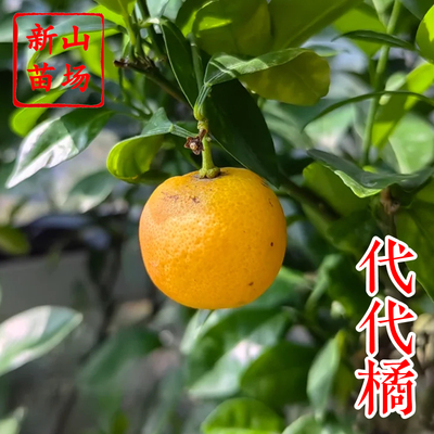 【代代苗】代代桔不可鲜食泡茶一树多代果花果两用柑橘子树苗