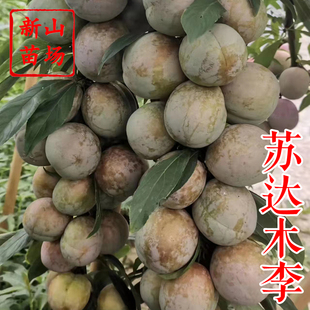 【苏达木李】早生索尔达姆6月下熟小恐龙蛋碧绿红心李李子树苗
