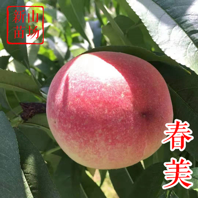 【突围桃苗】春美6月早熟大果丰产加州早甜嫁接苗春雪桃子树苗