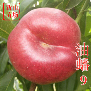 【中油蟠9号桃苗】油蟠九号7-7郑果所新品种金霞黄肉油蟠桃子树苗