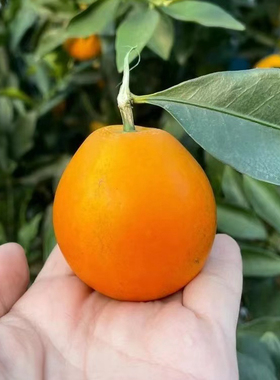 【脆蜜金柑苗】3代大果脆甜脆密金柑少核融安滑皮金桔盆栽地栽苗