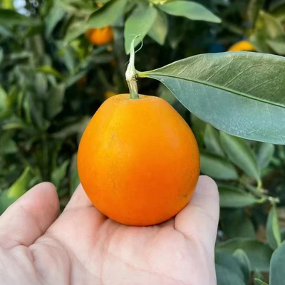 【脆蜜金柑苗】大果脆甜脆密金柑少核融安滑皮金桔盆栽地栽树苗