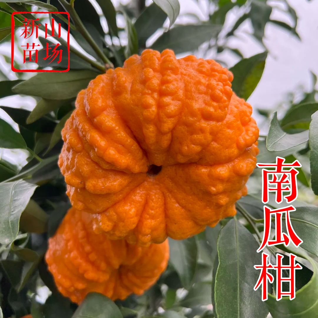 【南瓜柑苗】新品种抗冻外观奇特南瓜桔椪柑碰柑橘桔子树苗