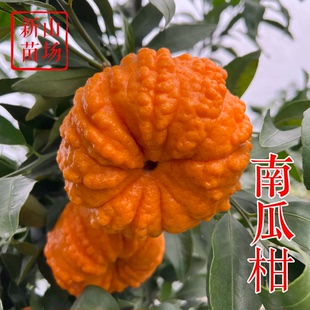 【南瓜柑苗】新品种抗冻外观奇特南瓜桔椪柑碰柑橘桔子树苗