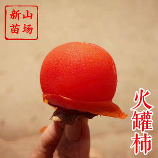 【小火罐柿苗】软柿吊红柿饼火葫芦灯笼涩柿挂树期长火晶柿子树苗