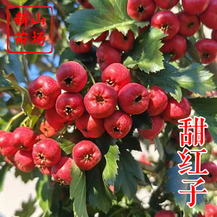 【甜红子山楂树苗】甜口果个小中熟味道好自花结果耐旱果树山楂苗
