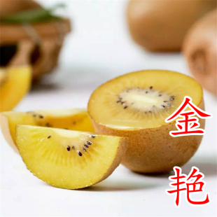 【金艳猕猴桃苗】黄肉晚熟10月嫁接耐放黄心南北方可种猕猴桃树苗