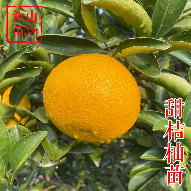 【甜桔柚苗】庆元甜桔柚建阳橘柚耐寒抗冻黄金柑柑橘桔柚子树苗图片