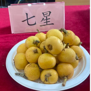 【七星枇杷树苗】白玉枇杷优系七星抗寒味甜嫁接1年枇杷树苗