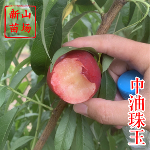 【中油珠玉桃苗】早熟小糖丸白肉迷你珍珠油0枣油桃38号桃子树苗