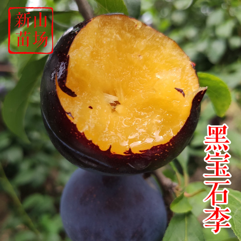 【黑布林李苗】8月黑宝石9月安哥诺耐放美观黑李琥珀黑布朗李子树