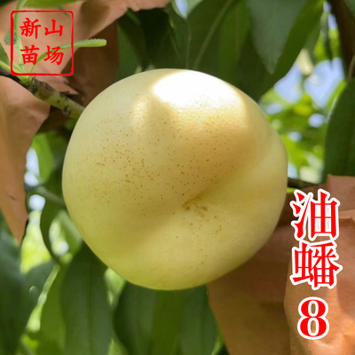 【中油蟠8号桃苗】新品种早熟奶油蟠中油蟠八桃子树苗 新山苗场