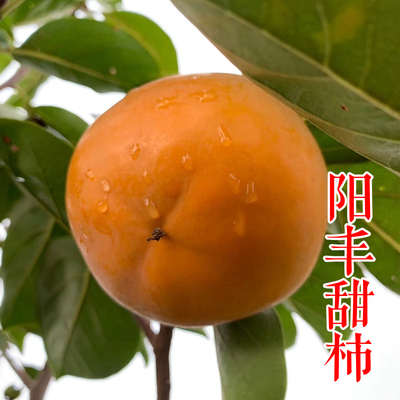 【阳丰甜柿树苗】易管丰产不涩生吃晚熟脆甜柿子树苗浙江新山苗场