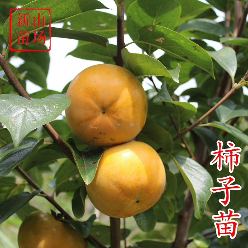 日本嫁接特大脆柿苗有核无核果树