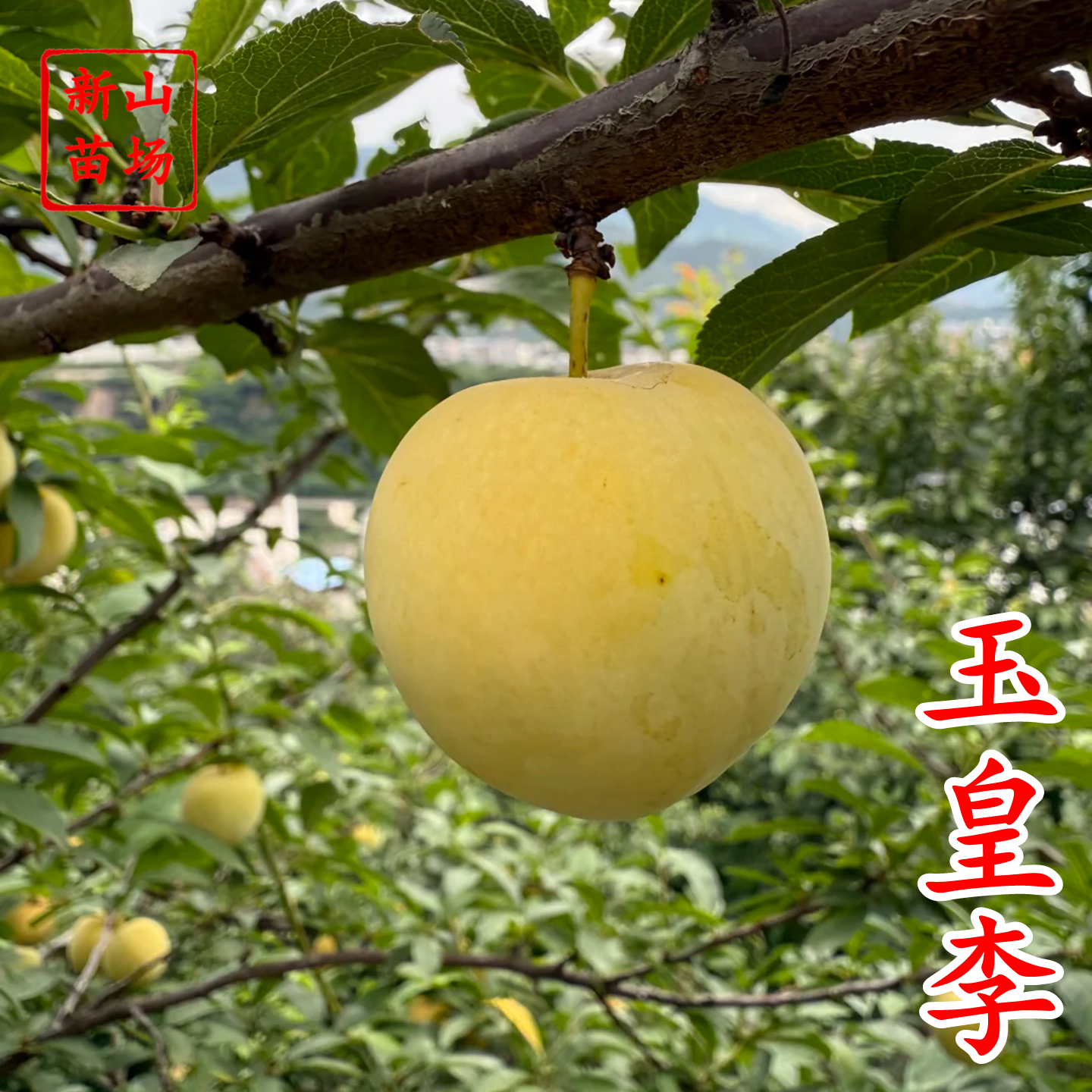 玉皇李苗御黄李黄肉黄金李苗果
