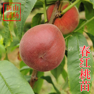 【春红桃苗】5月早熟中桃绯玉红玉春晓93春丽豆蔻嫁接桃子树苗