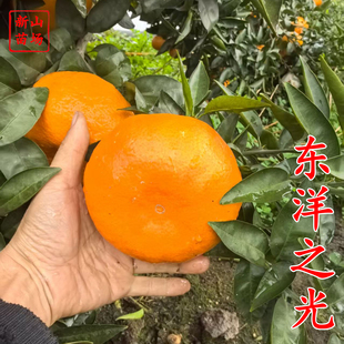 【东洋之光桔苗】东阳之光甘平日本晚熟甘甜桔苗新品种柑桔子树苗