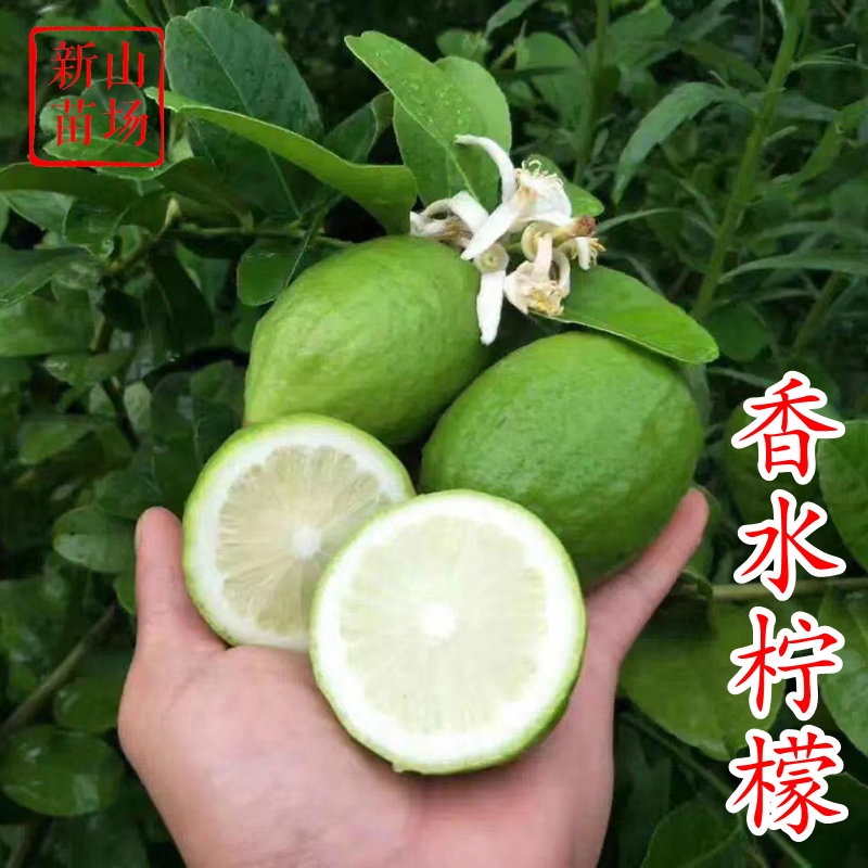 香水柠檬树苗广东浙江庭院家庭种植水果盆栽树苗常绿包邮