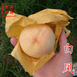 白凤水蜜桃树苗柳条白凤日川白凤水蜜桃早熟阳山水蜜桃果树苗包邮