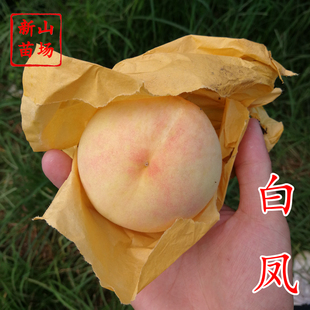 白凤水蜜桃树苗柳条白凤日川白凤水蜜桃早熟阳山水蜜桃果树苗包邮