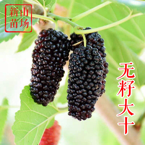 【无籽大十果桑苗】黑珍珠果桑无子大什嫁接桑椹桑葚树苗基地