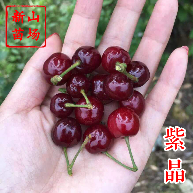 【紫晶樱桃苗】樱珠樱子黑红南方小樱桃品种自花结果樱桃树苗