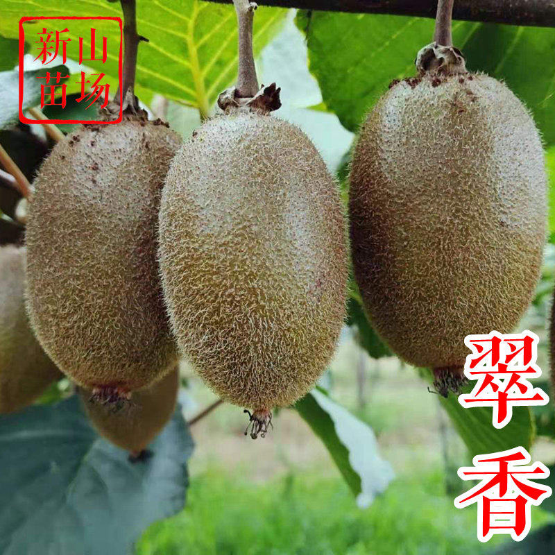 【翠香猕猴桃苗】绿肉鲜食翠香瑞玉金福奇异莓授粉树爬藤猕猴桃苗
