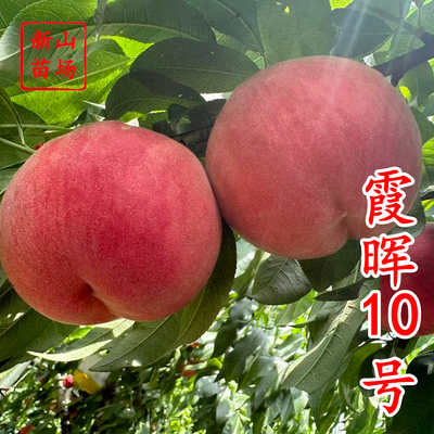【霞晖10号桃苗】湖景升级版霞晖10号桃苗新品种软溶质高糖桃树苗