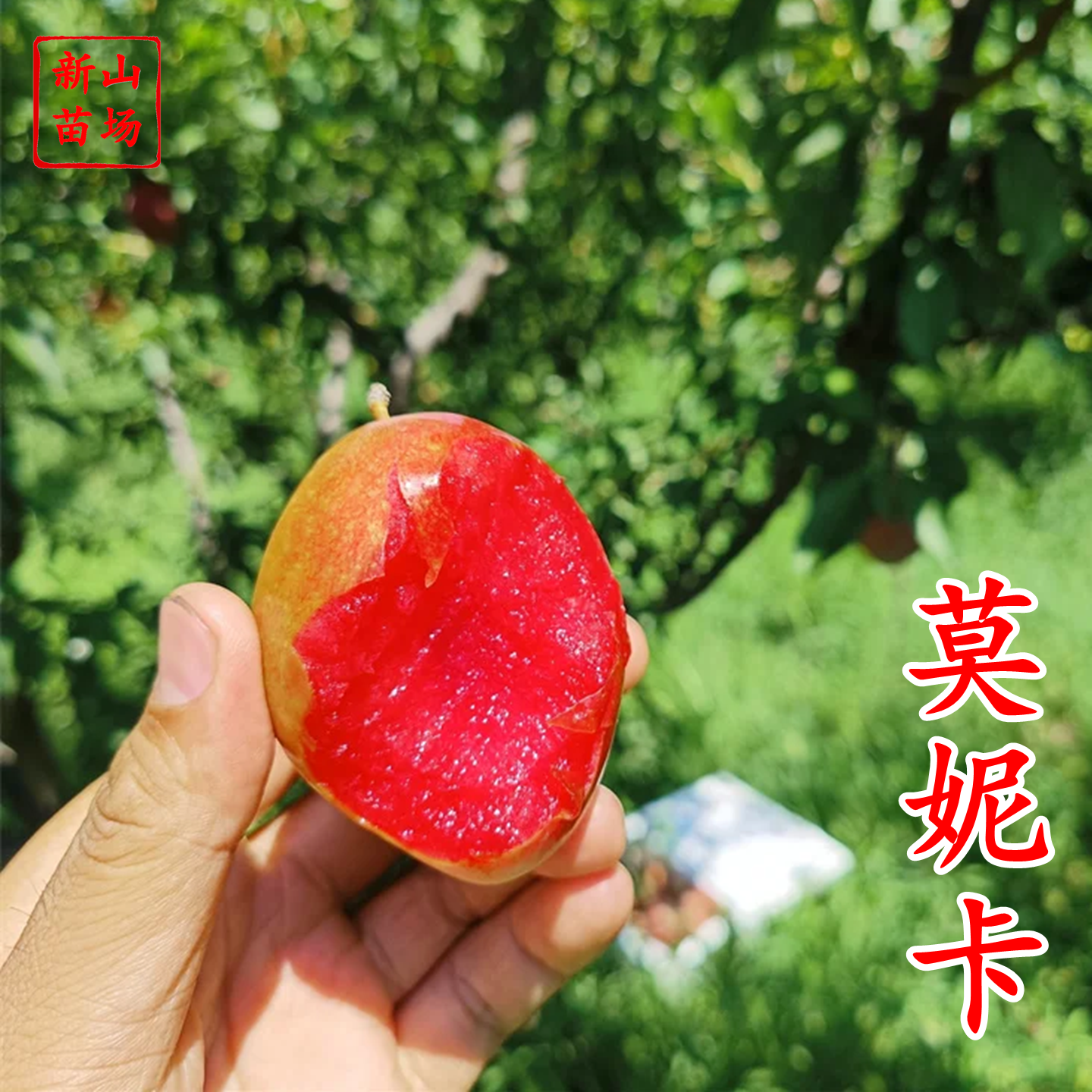 【莫妮卡西梅苗】红西梅早熟新品种67月红喜梅红心红肉西梅树苗,鲜花速递/花卉仿真/绿植园艺,果树,淘宝优惠券,粉丝福利购,淘宝优惠卷