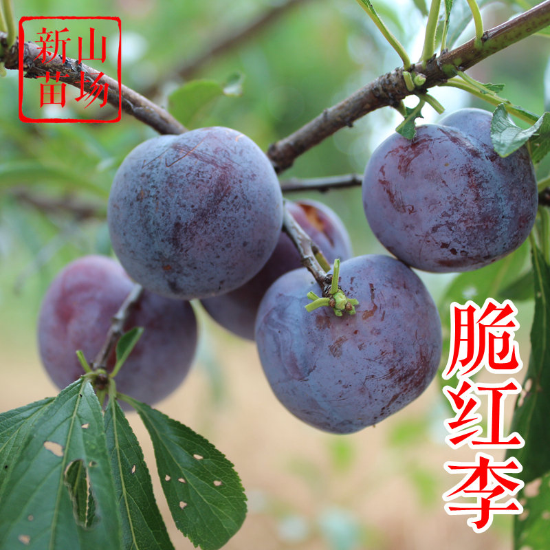 【脆红李苗】8月红皮黄肉脆甜离核口感好易管理晚熟九月李子树苗