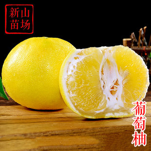 【葡萄柚苗】美国台湾鸡尾葡萄柚子树苗西柚1年2年土球苗柑橘多年