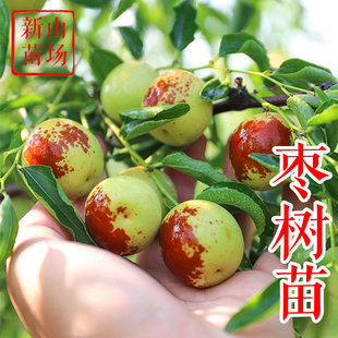 沾化冬枣树苗一代二代庭院果树苗油龙蟠枣中秋酥脆葫芦枣树苗盆栽