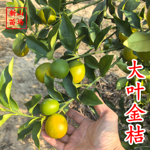 【大叶金桔苗】四代脆蜜金柑金桔苗新品种大叶滑皮金蛋金弹树苗
