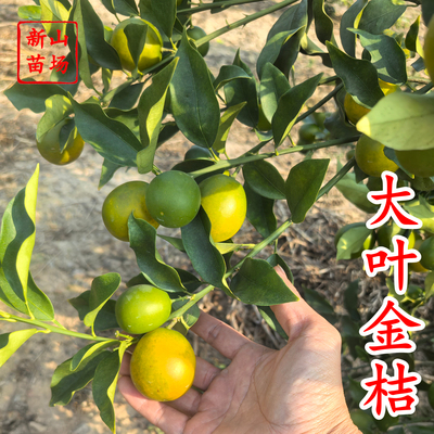 【大叶金桔苗】四代脆蜜金柑金桔苗新品种金蛋金弹树苗新山苗场