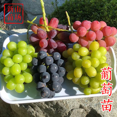 浙江阳光玫瑰夏黑庭院种植葡萄苗